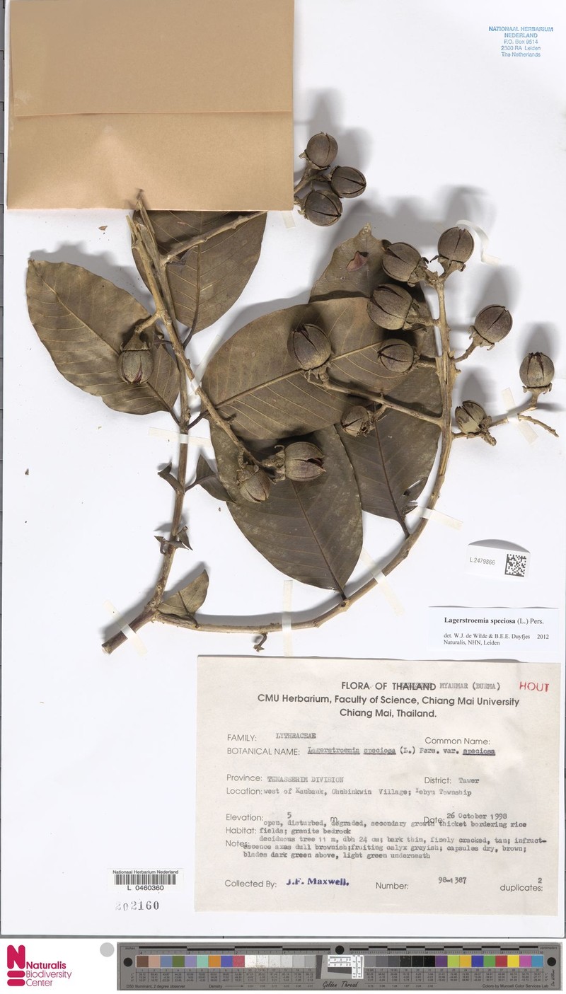 Lagerstroemia speciosa subsp. speciosa photo 2