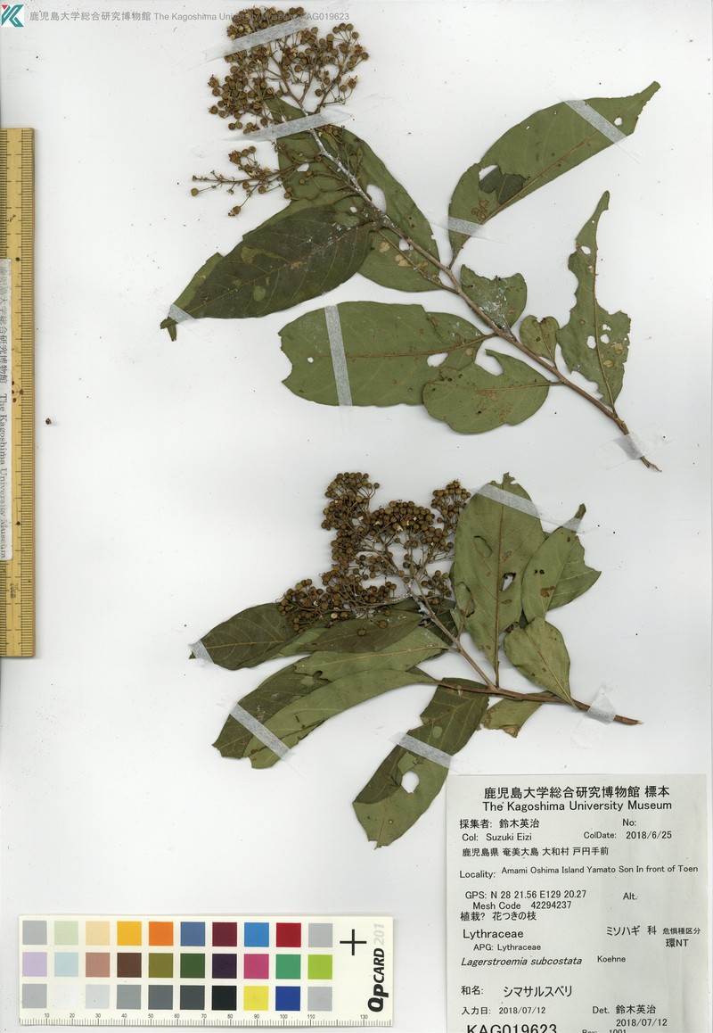 Lagerstroemia subcostata var. subcostata
