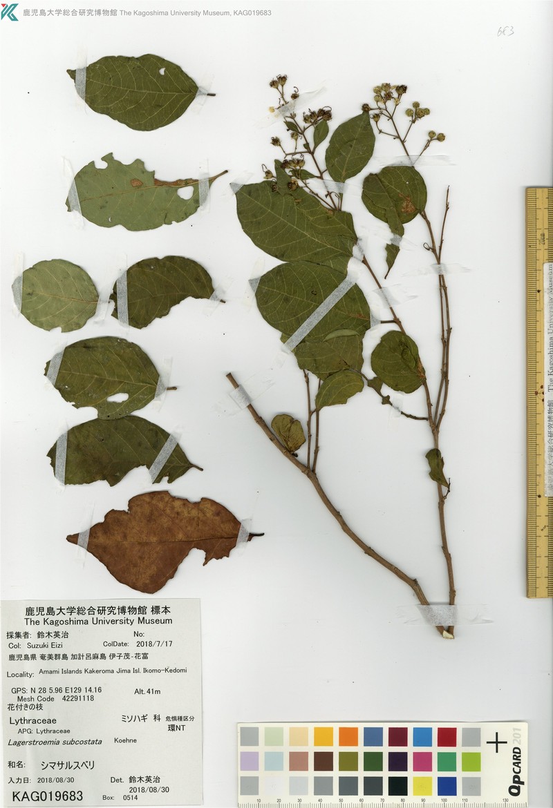 Lagerstroemia subcostata var. subcostata photo 2