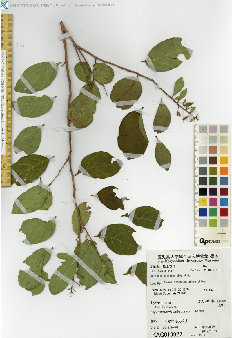 Lagerstroemia subcostata var. subcostata photo 3