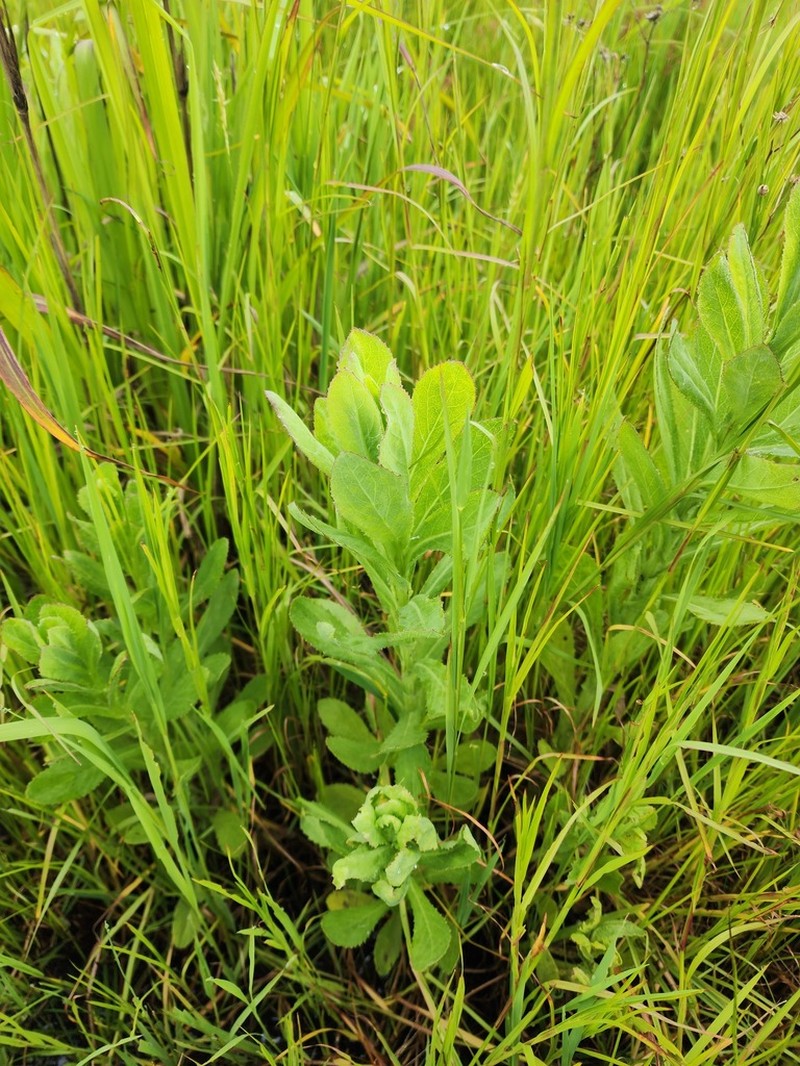 Laggera alata