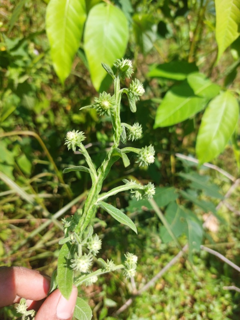 Laggera alata photo 2
