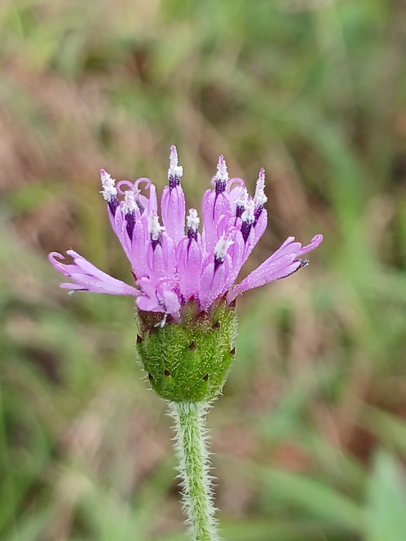 Laggera alata photo 5
