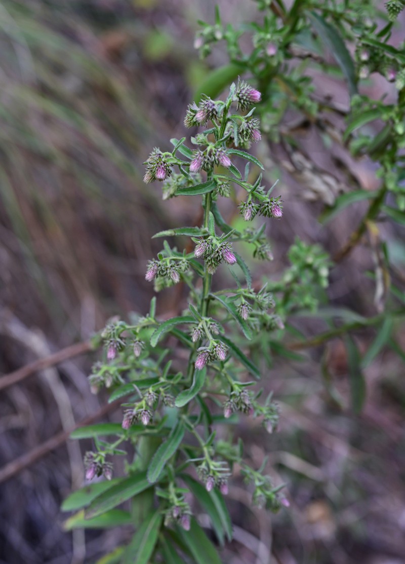 Laggera alata photo 6