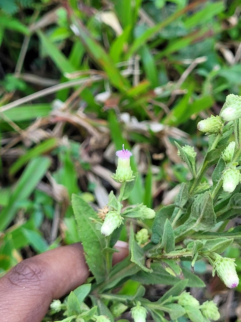 Laggera alata photo 7