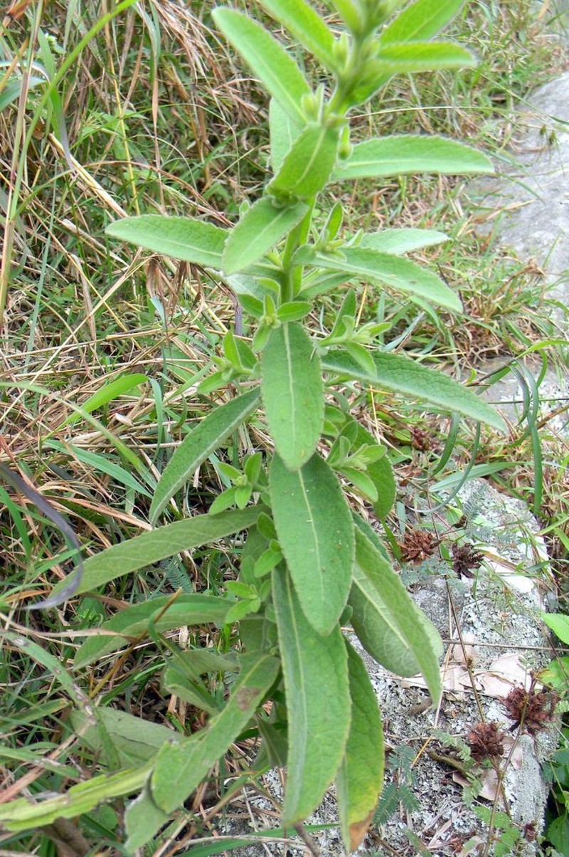 Laggera alata photo 8
