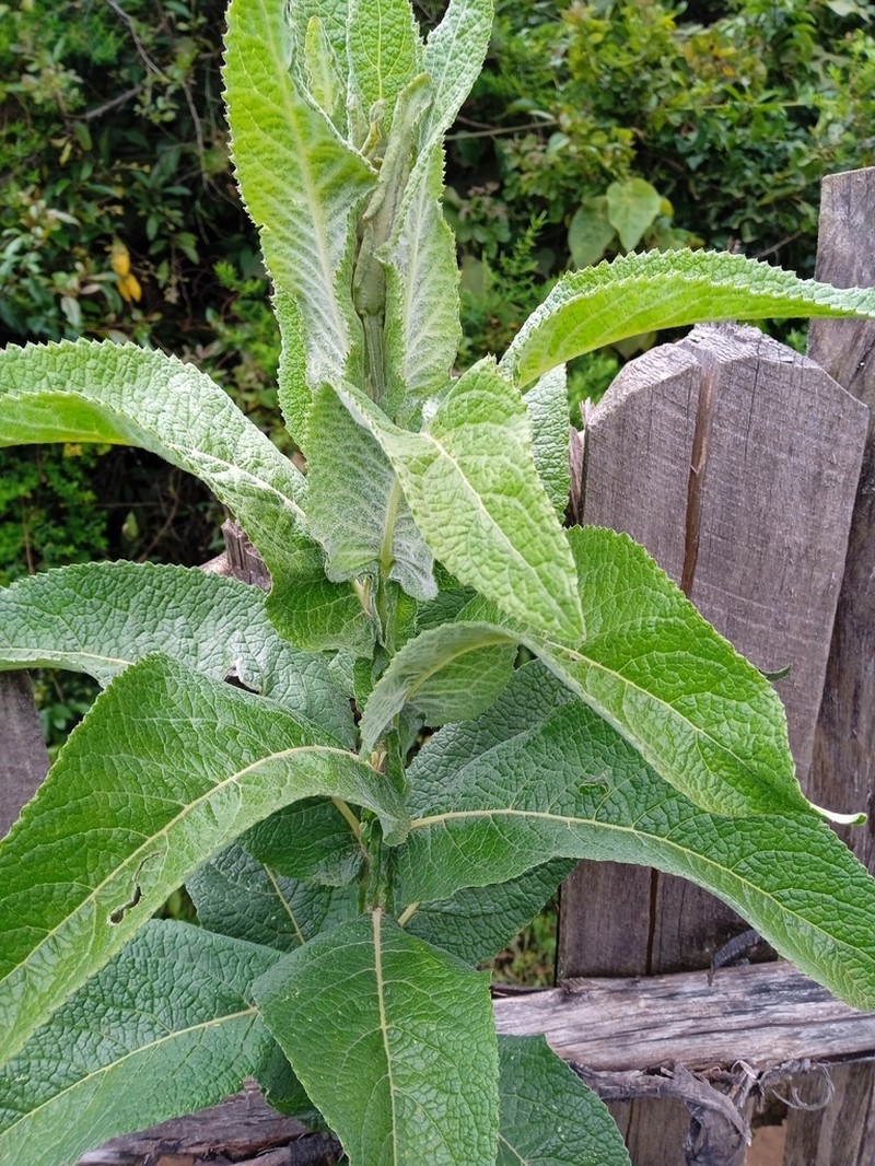 Laggera brevipes