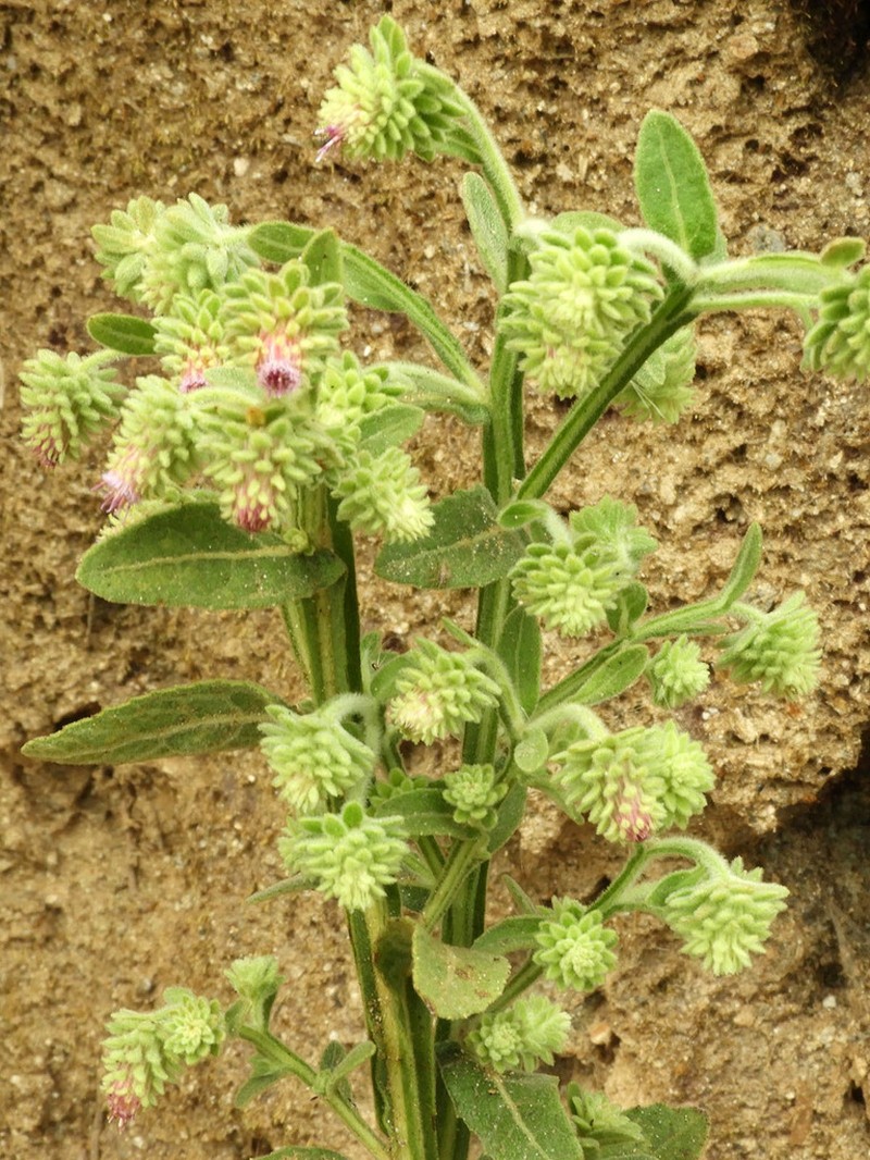 Laggera brevipes photo 2