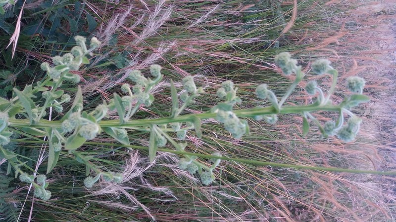 Laggera brevipes photo 3