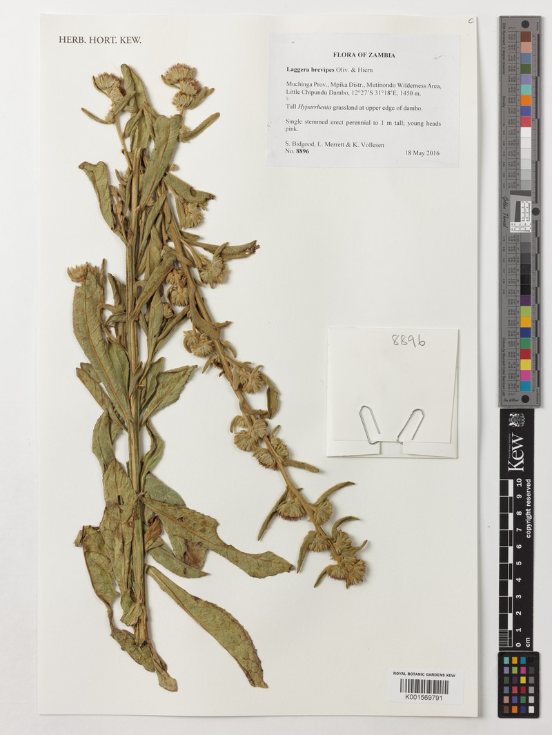 Laggera brevipes photo 4