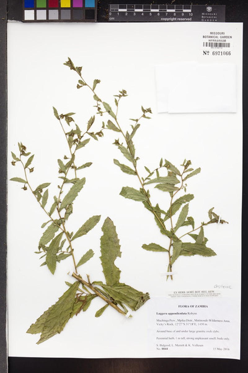 Laggera brevipes photo 5