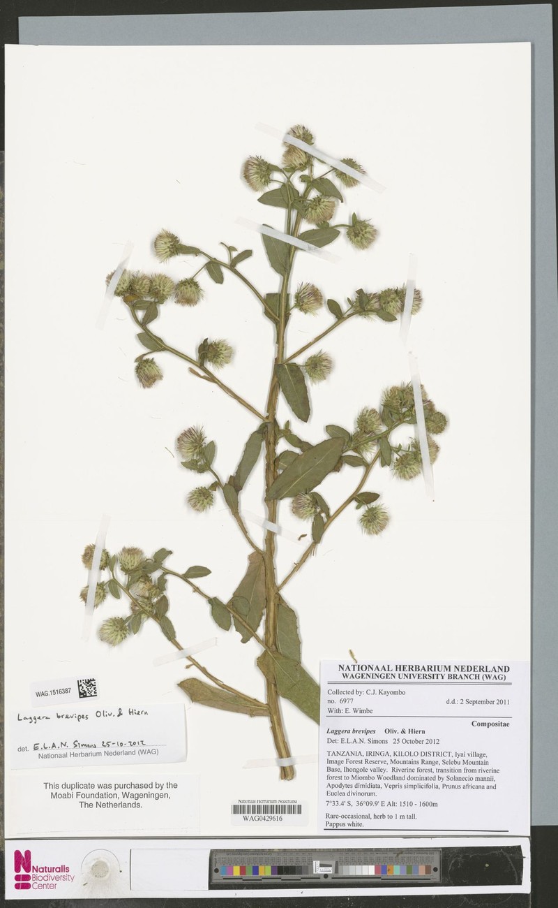 Laggera brevipes photo 6