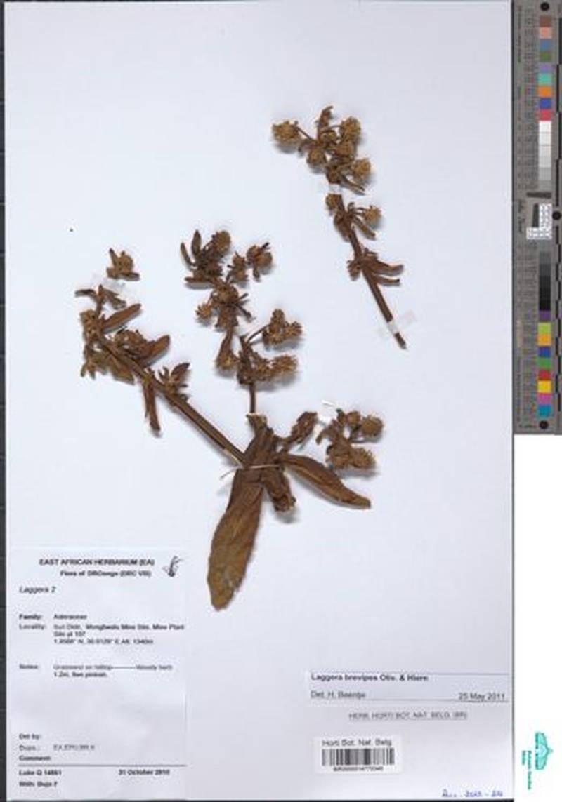 Laggera brevipes photo 7