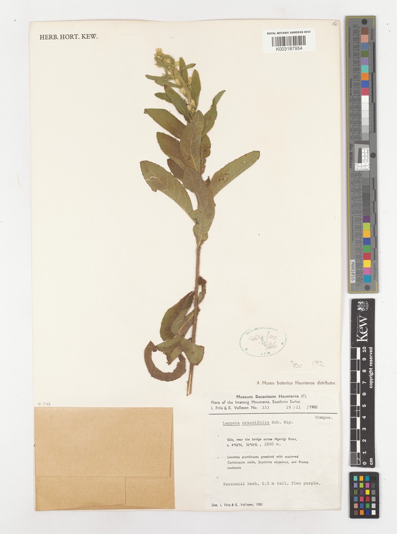 Laggera crassifolia