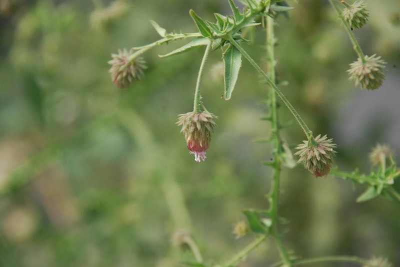Laggera crispata