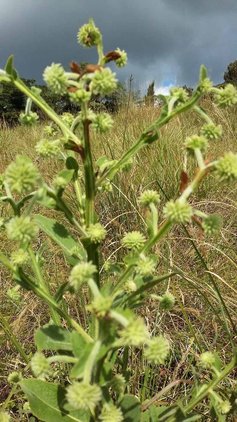 Laggera crispata photo 2