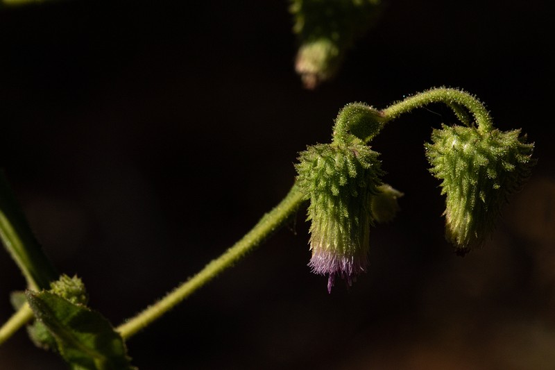 Laggera crispata photo 3