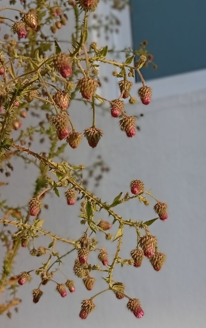 Laggera crispata photo 4