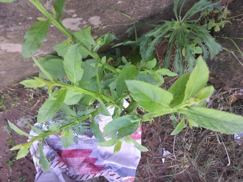 Laggera crispata photo 5
