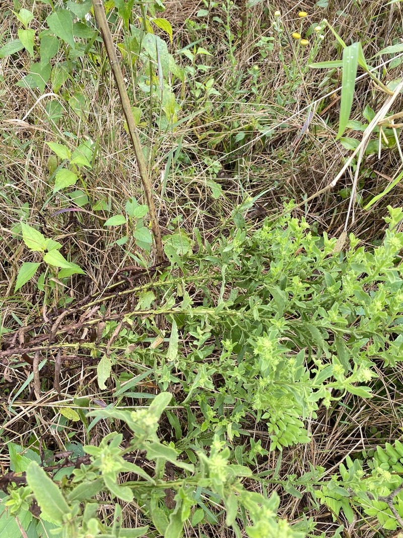 Laggera crispata photo 6