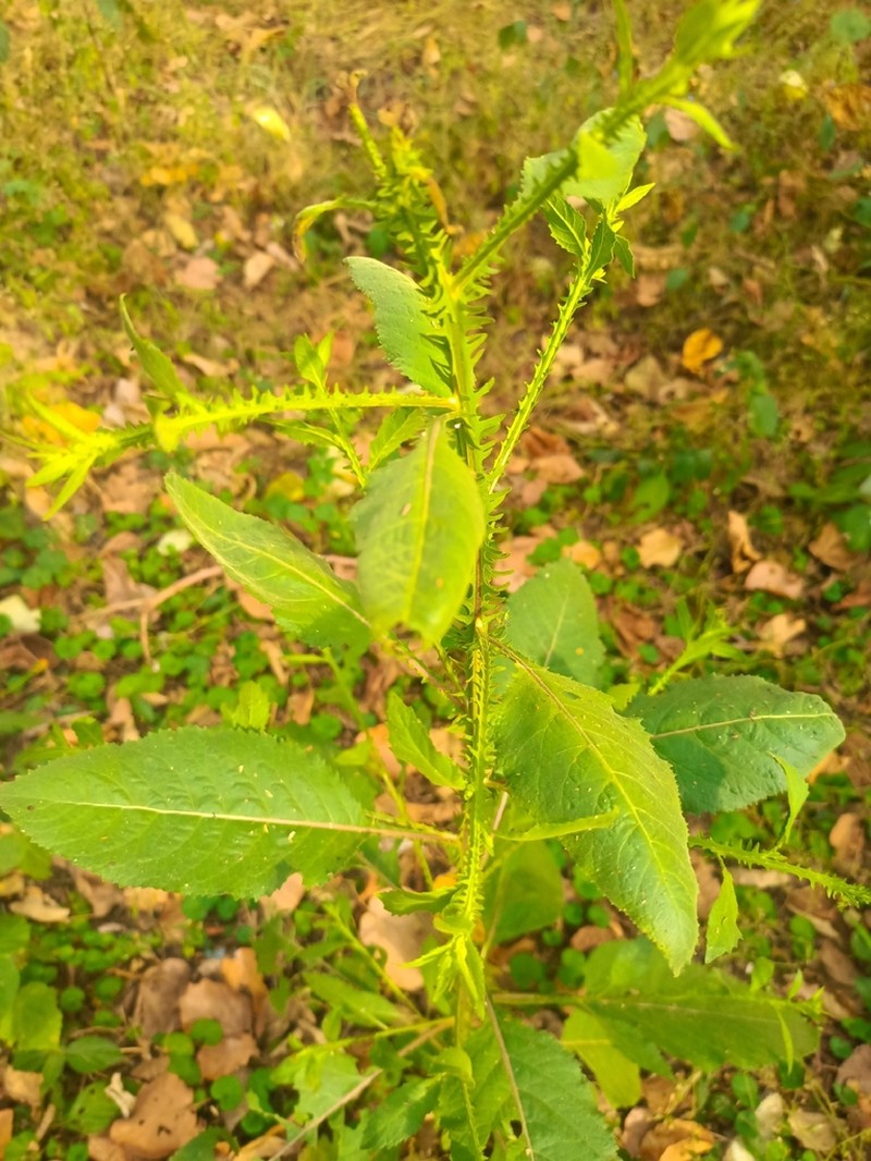Laggera crispata photo 7
