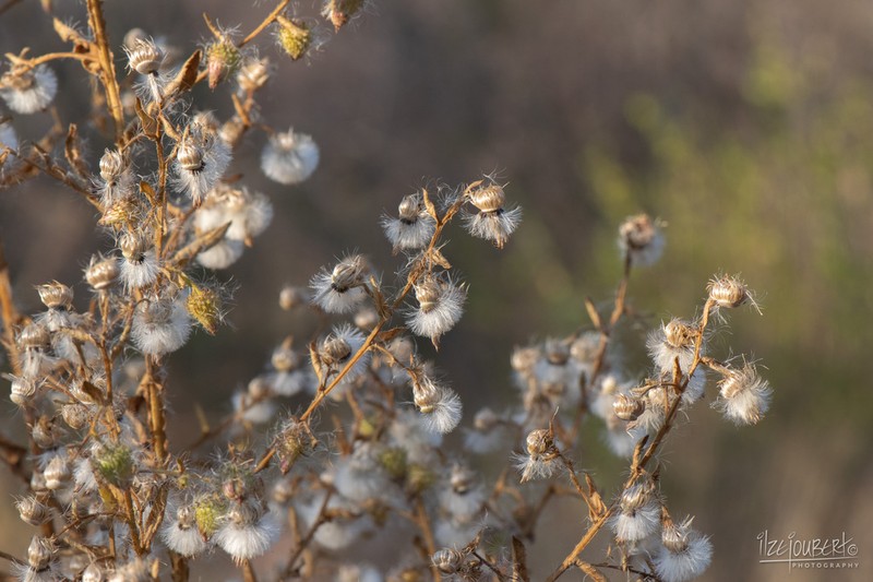 Laggera crispata photo 8