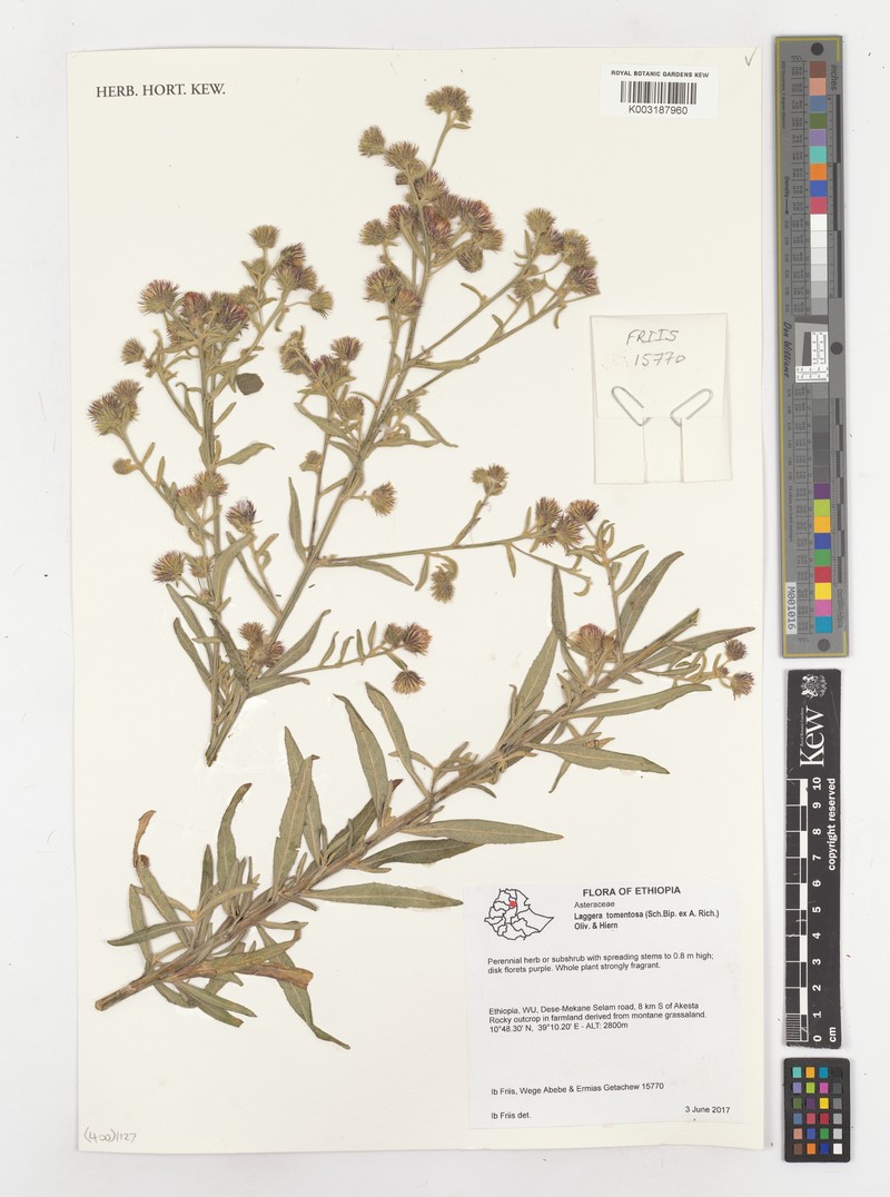 Laggera tomentosa