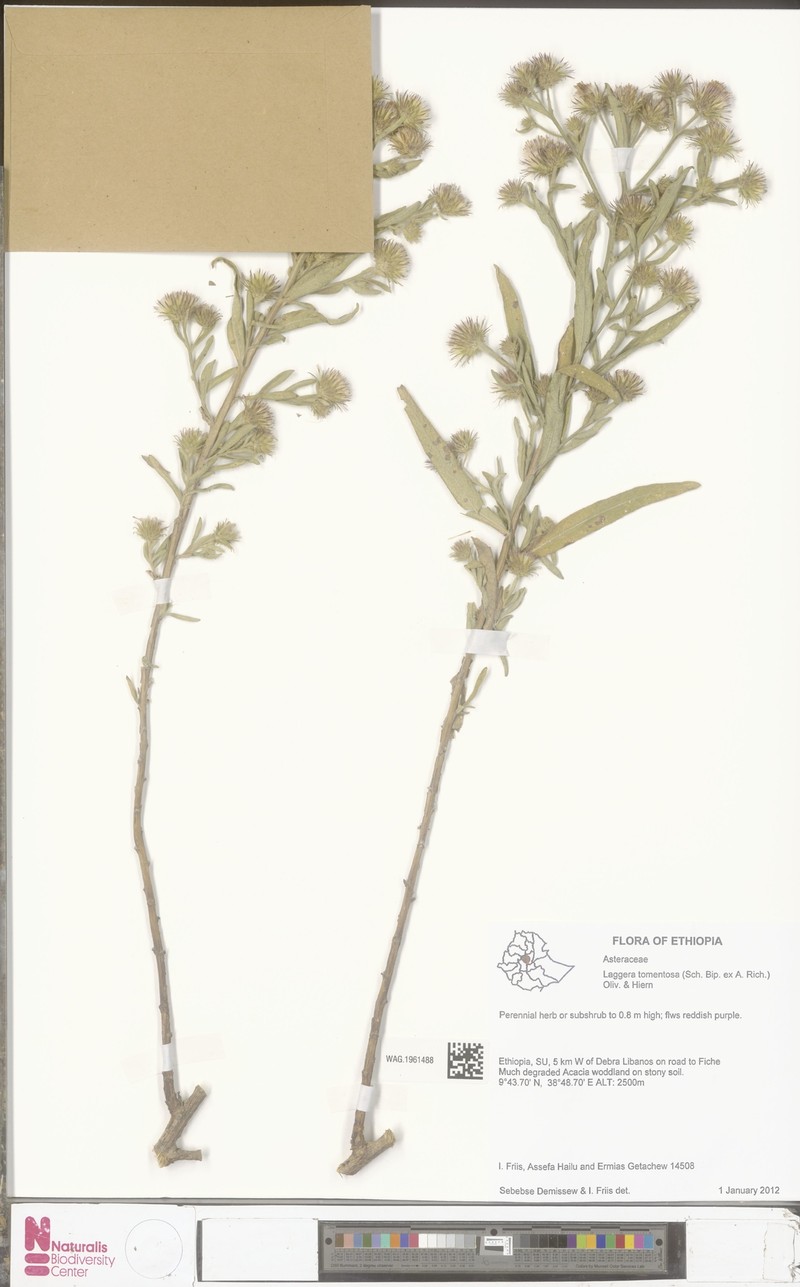 Laggera tomentosa photo 2