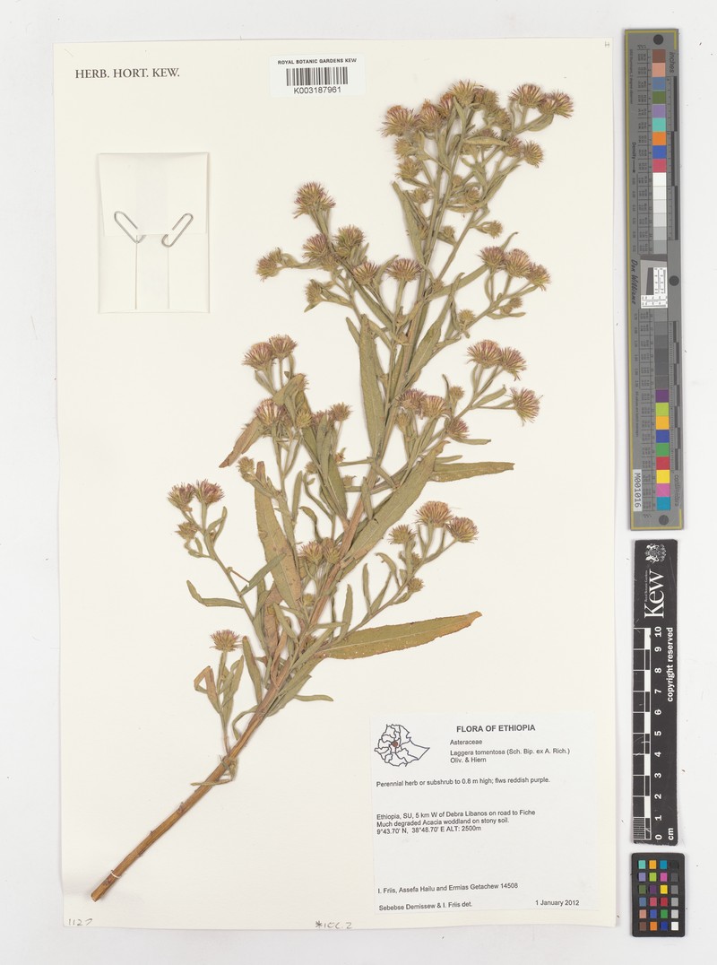 Laggera tomentosa photo 3