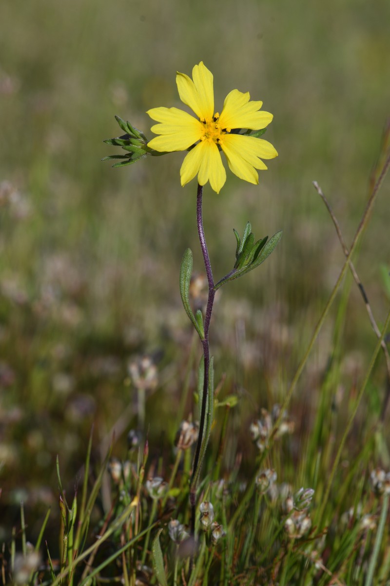 Forked Hareleaf photo 2