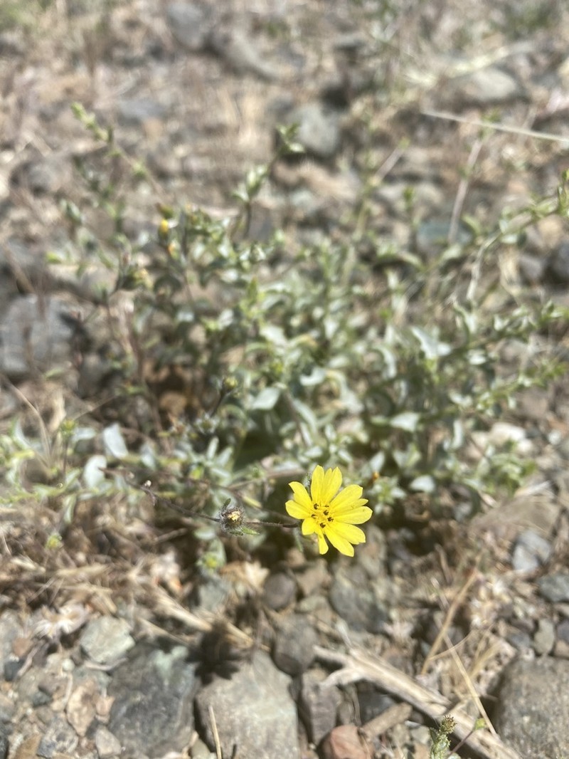 Lesser Hareleaf photo 2