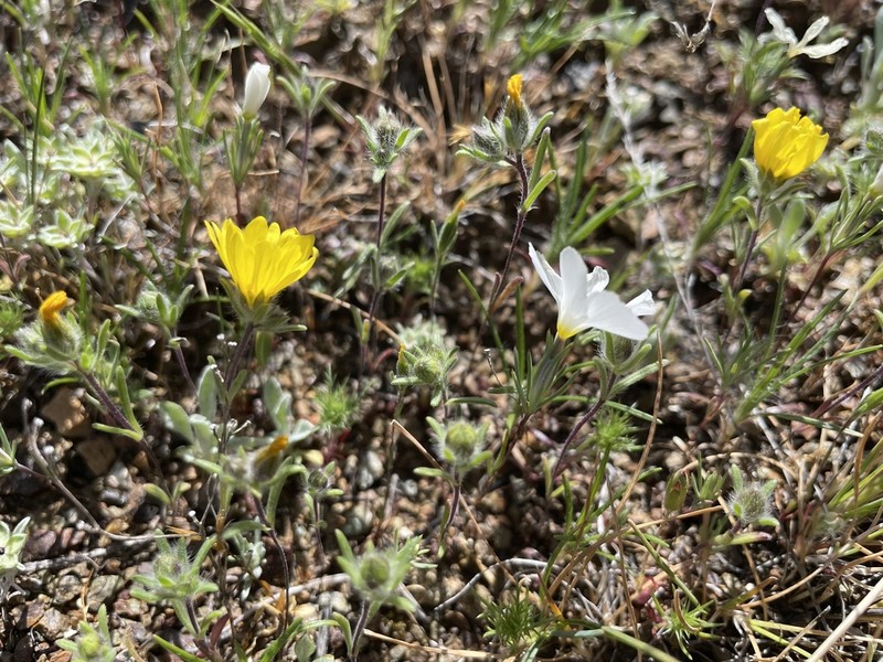Lesser Hareleaf photo 4