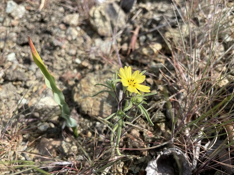Lesser Hareleaf photo 5
