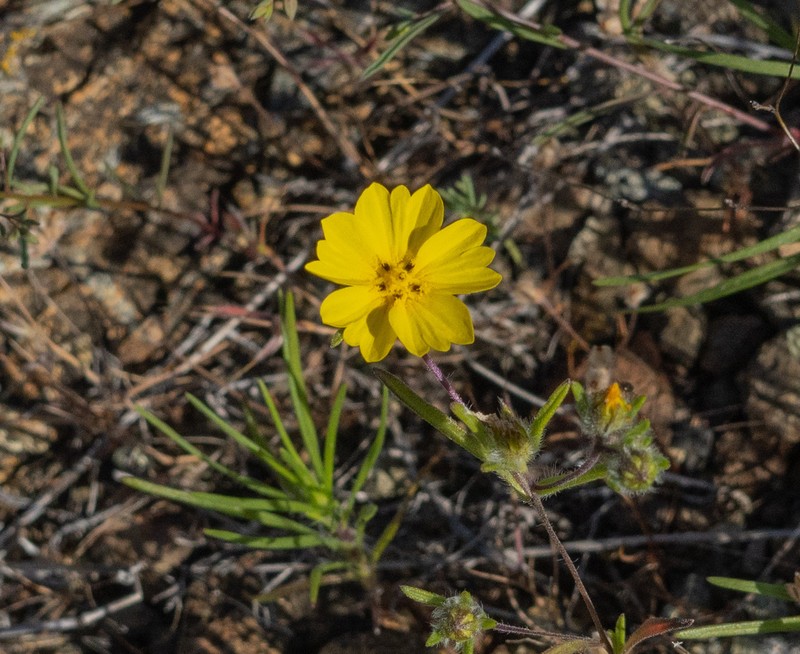 Lesser Hareleaf photo 6