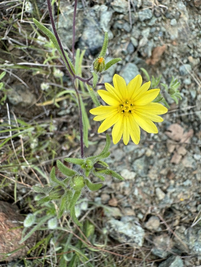 Lesser Hareleaf photo 7