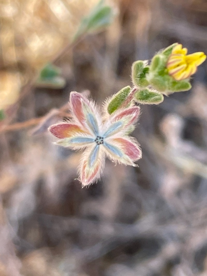 Branched Lagophylla photo 8