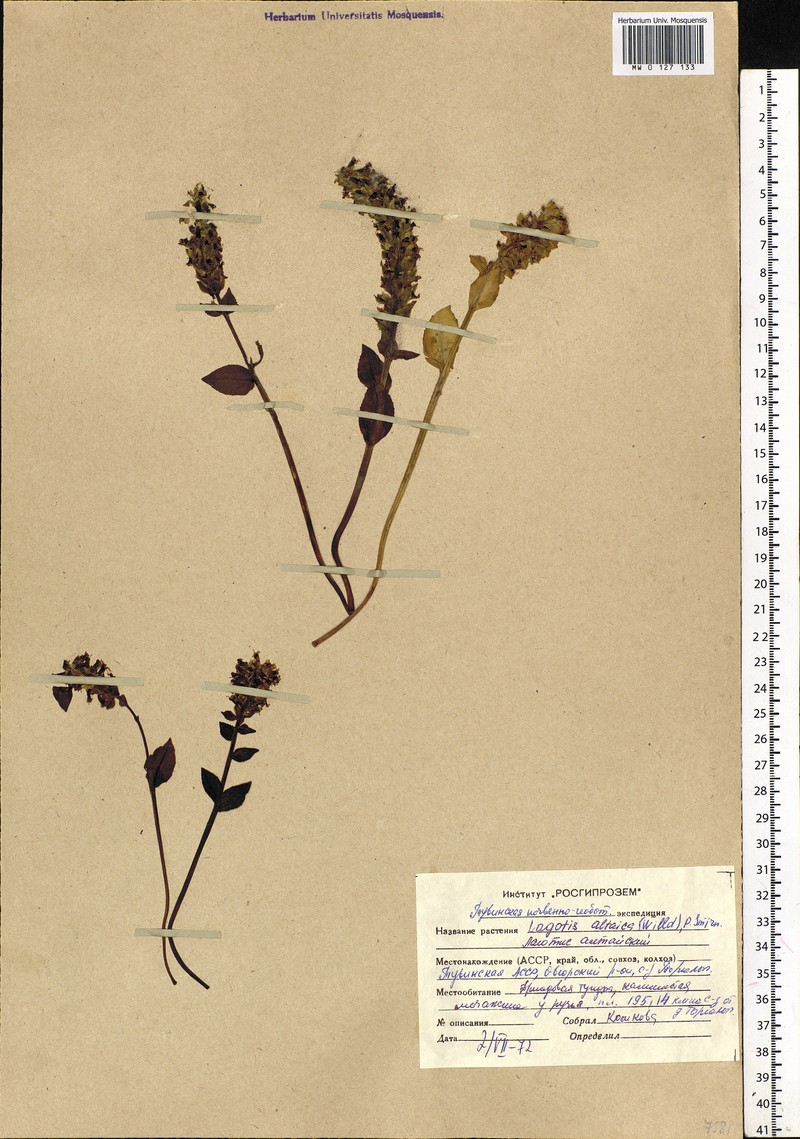 Lagotis glauca subsp. glauca photo 2