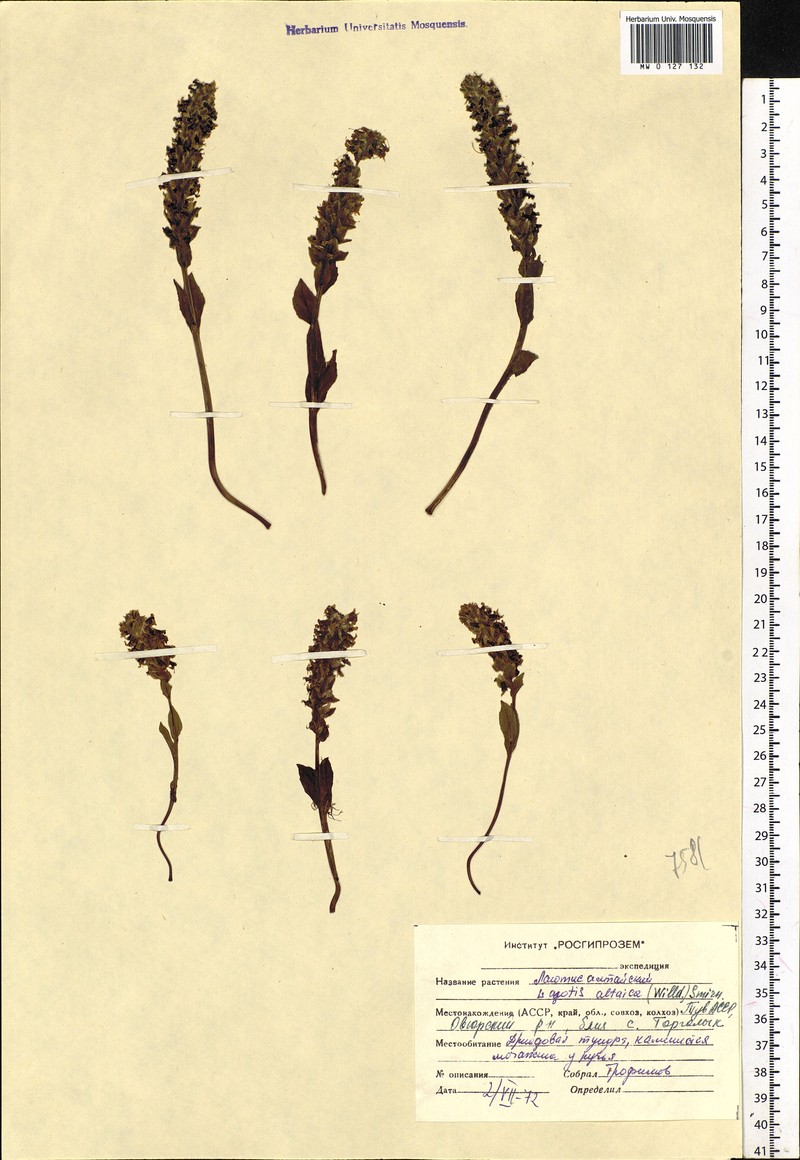 Lagotis glauca subsp. glauca photo 3
