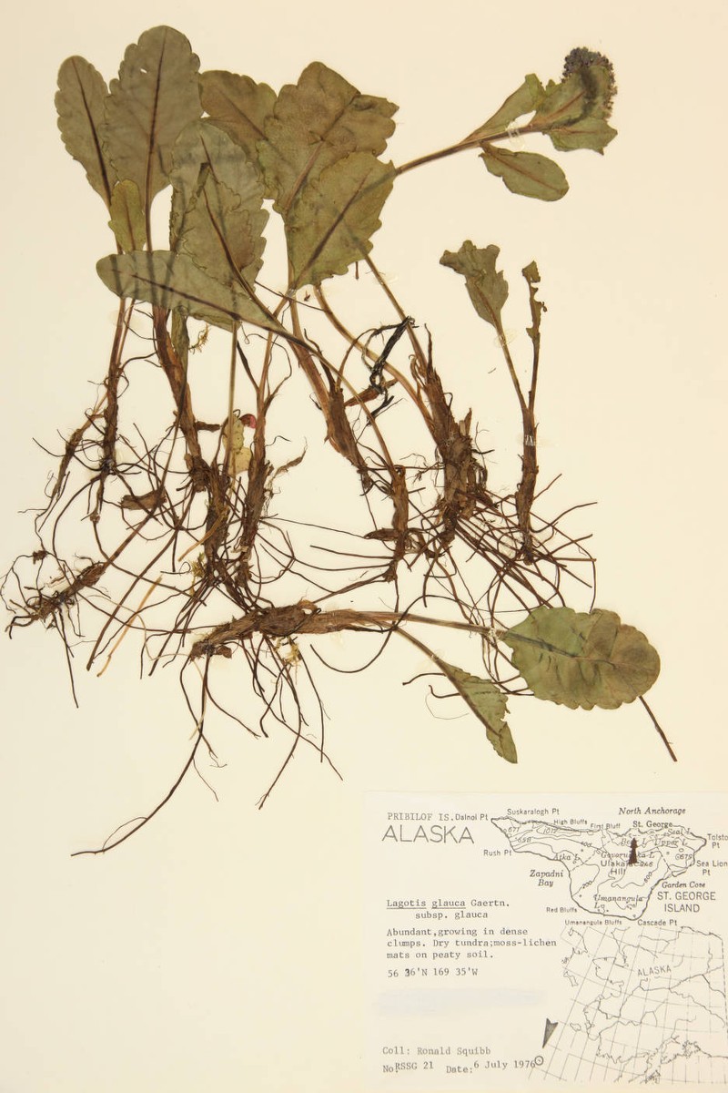 Lagotis glauca subsp. glauca