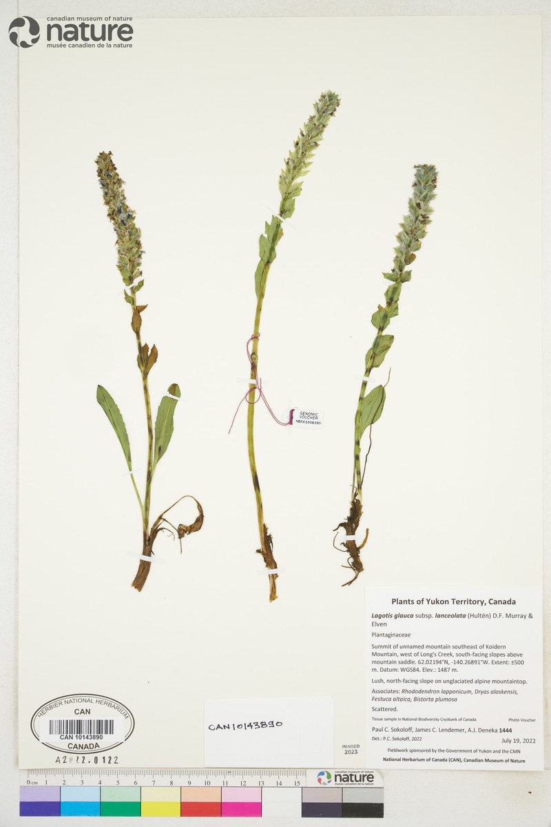 Lagotis glauca subsp. lanceolata