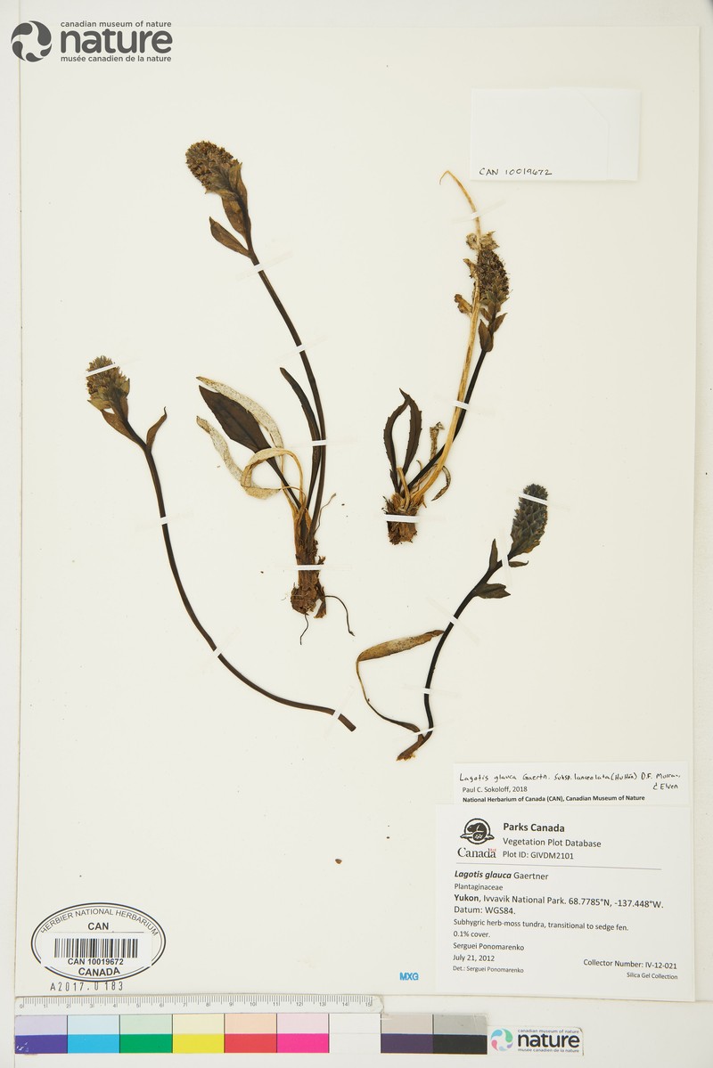 Lagotis glauca subsp. lanceolata photo 2