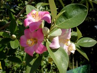 Cow Itch Tree