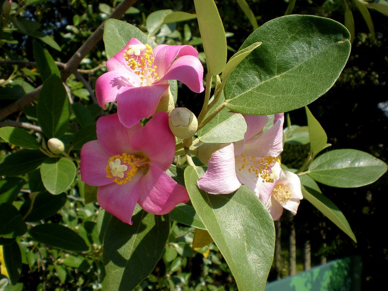 Cow Itch Tree