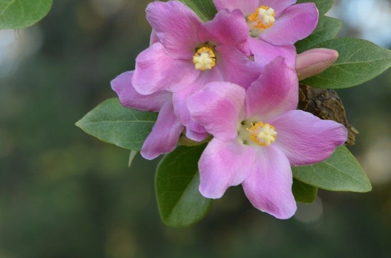 Cow Itch Tree photo 2