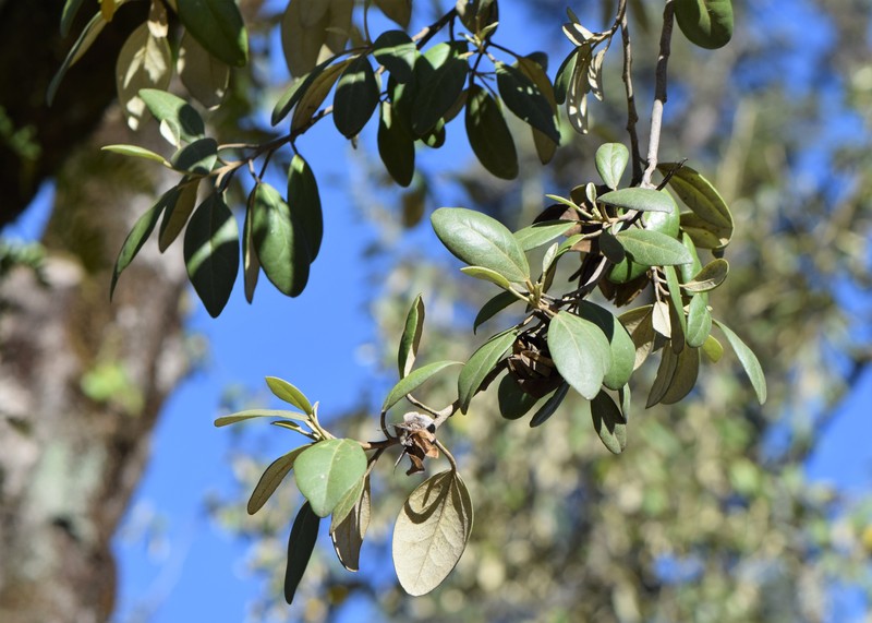 Cow Itch Tree photo 4