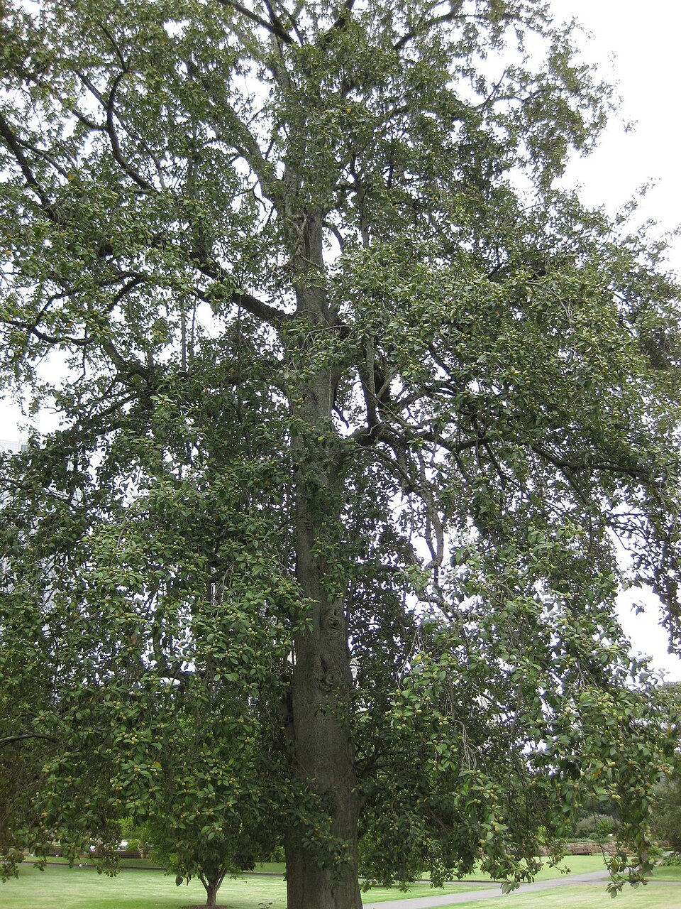 Cow Itch Tree photo 5