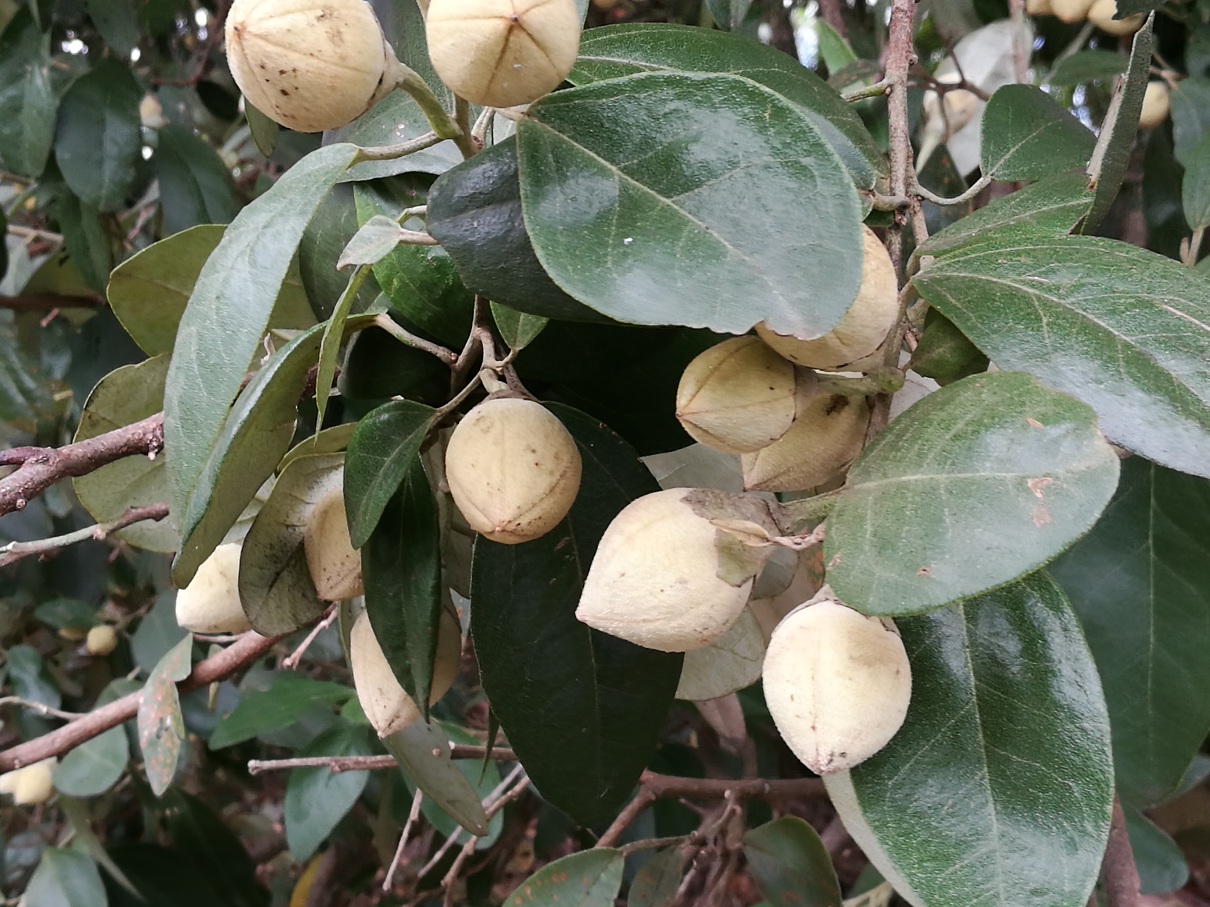 Cow Itch Tree photo 6