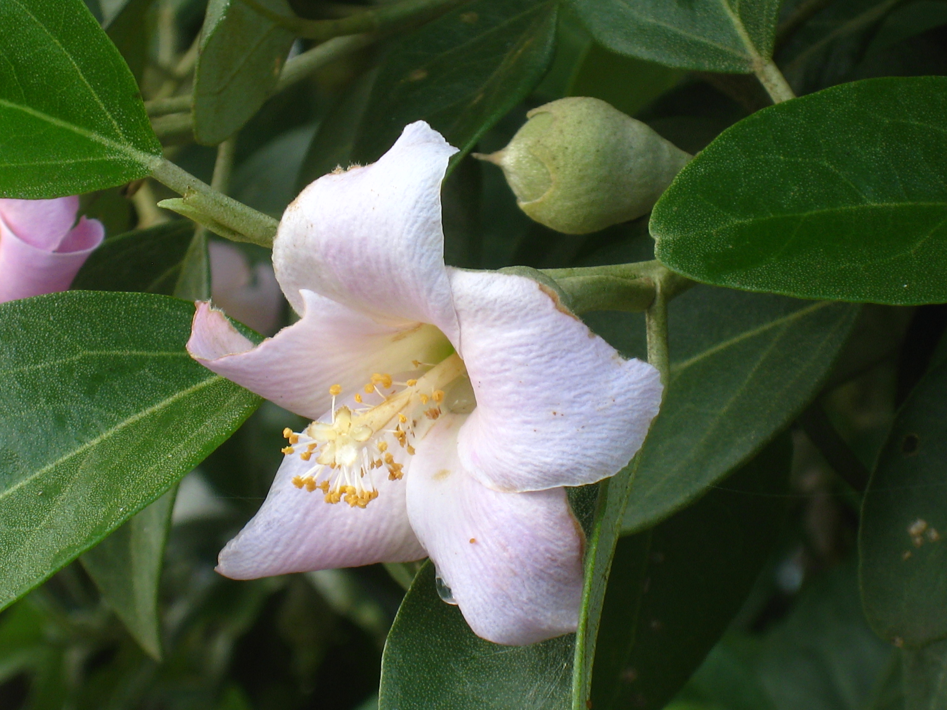 Cow Itch Tree photo 8