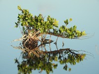 White Mangrove