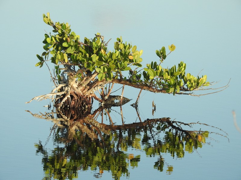 White Mangrove